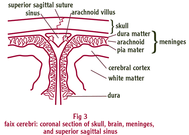 sutures of cranium. sutures are activated and